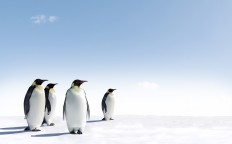 Work among the penguins? France is looking for candidates