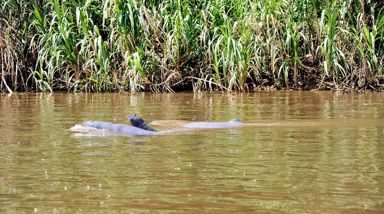 Mahakam dolphins at brink of extinction