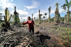 Mass-scale farming on peatland detrimental to environment, experts warn