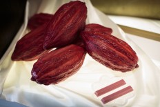This picture taken on February 7, 2018 shows sublime ruby KitKat bars, made of pink ruby chocolate, next to mock cocoa beans at a KitKat chocolatory shop in Tokyo. It is a marriage made in Heaven for cute-obsessed Japan: this Valentine's Day, lovers can present the object of their affection with a world first -- naturally bright pink chocolate.