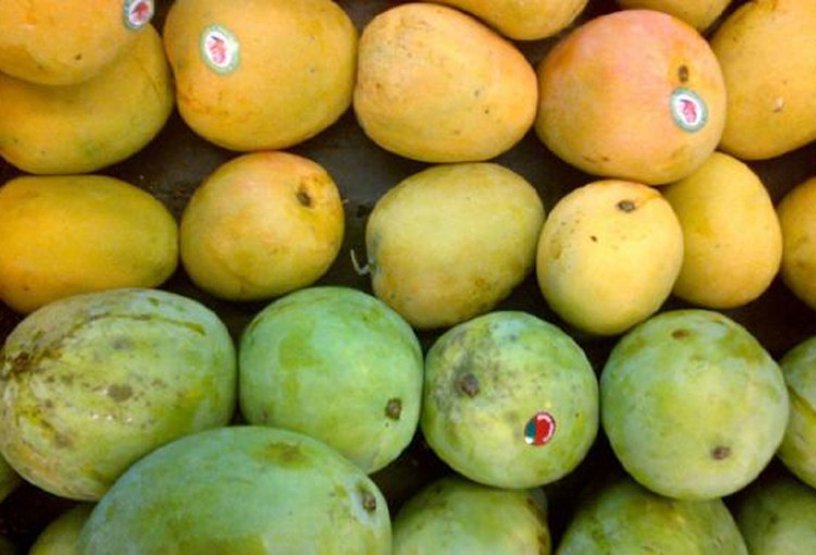 mango in à¤à¤à¤¡à¥à¤¨à¥à¤¶à¤¿à¤¯à¤¾ fruit market à¤à¥ à¤²à¤¿à¤ à¤à¤®à¥à¤ à¤ªà¤°à¤¿à¤£à¤¾à¤®