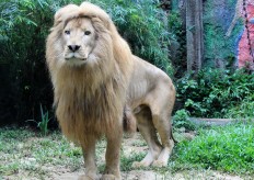 Six white lions introduced to Taman Safari on Imlek