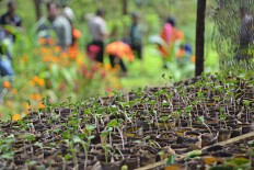 Organic farmers use natural seedling 'pots for higher yields