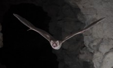 Vampire bat's blood-only diet 'a big evolutionary win'