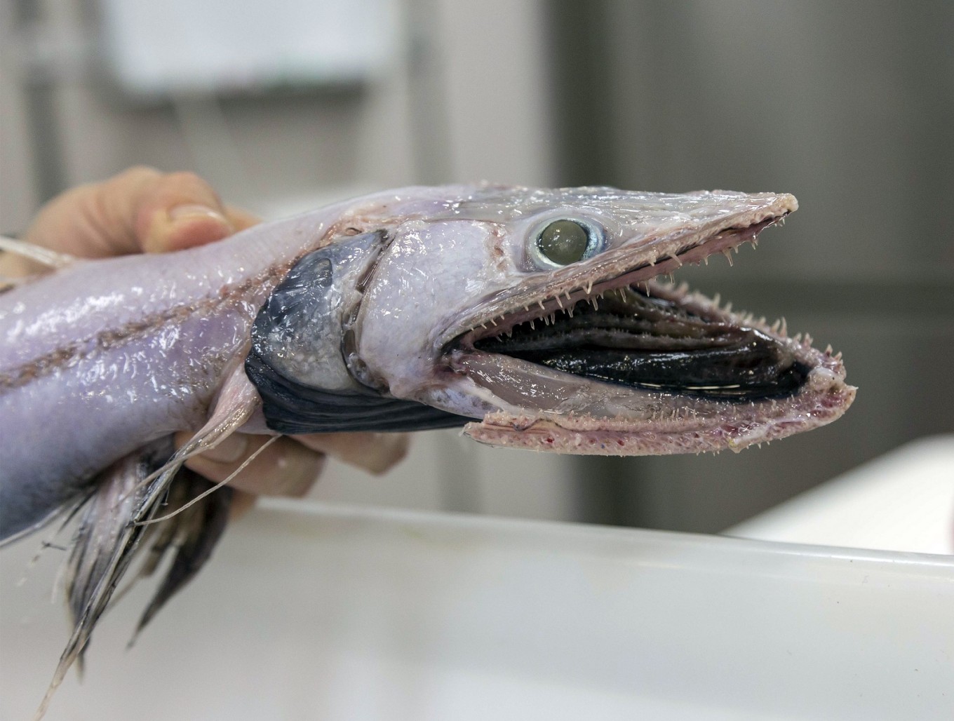 Cousin of ugliest fish hauled up from abyss - World 