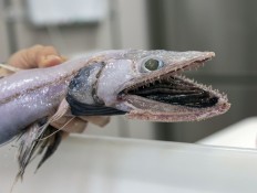 This undated handout picture released on February 21, 2018 by the Commonwealth Scientific and Industrial Research Organisation (CSIRO) and taken by Asher Flatt of the Marine National Facility in Hobart shows a lizard fish, an ambush predator from the deep ocean. More than 100 rarely seen fish species were hauled up from a deep and cold abyss off Australia during a scientific voyage, researchers said on February 21, including a cousin of the 'world's ugliest animal' Mr Blobby.