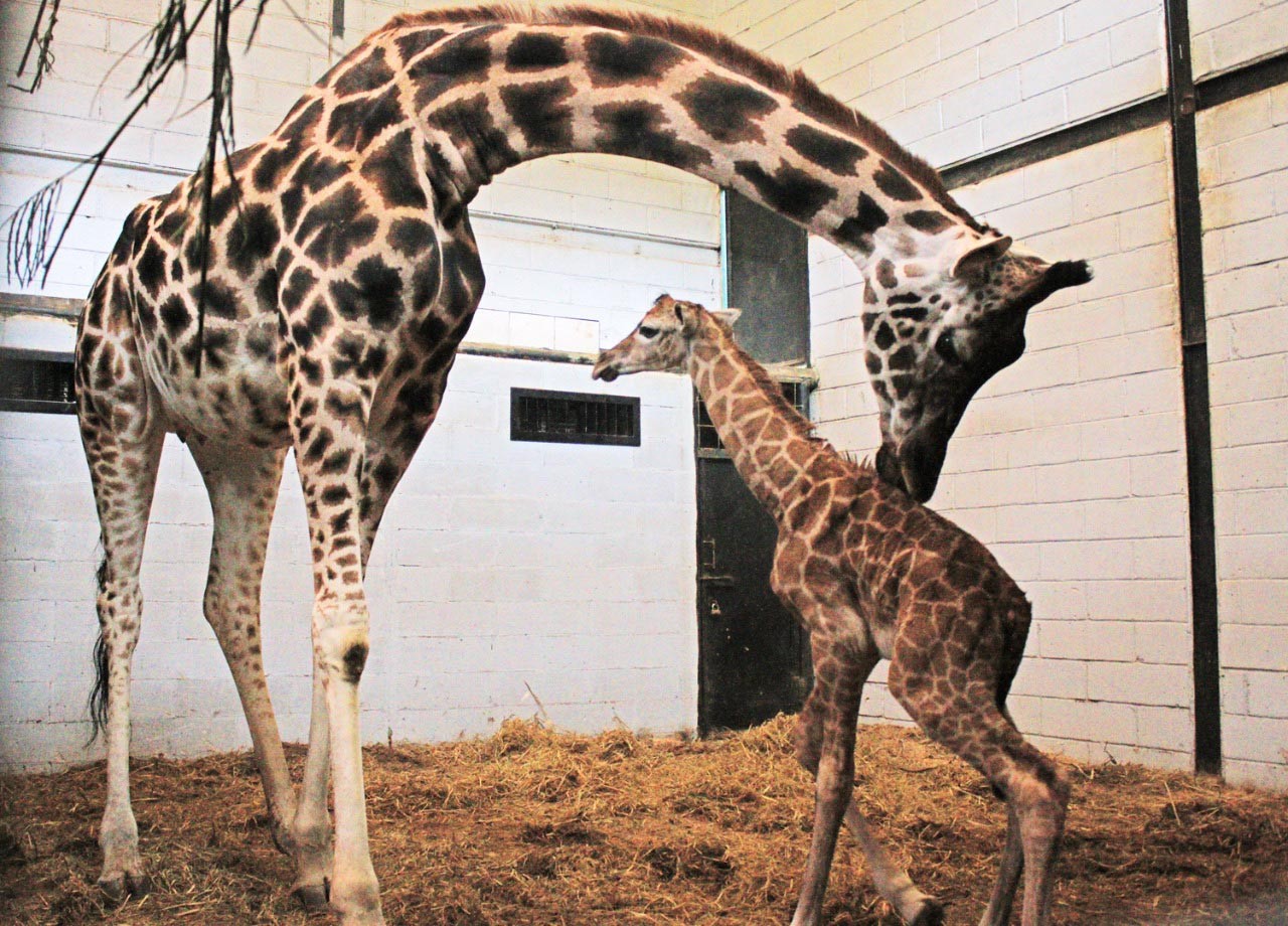 Taman Safari Welcomes Baby Giraffe City The Jakarta Post