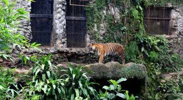 Jakpost guide to Ragunan Zoo
