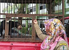 Bears handed over to Riau conservation authority