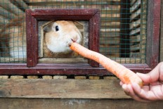 Visitors are allowed to feed rabbits at the Mulberry Hill complex, Lembang, West Java. Rabbits’ droppings and urine are used as organic fertilizers in the garden. 