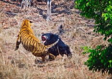 Rumble in the jungle: mother bear fights off Indian tiger