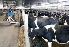 Dairy cows must be cheap, farmers say of Prabowo’s import pledge