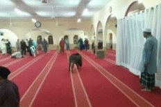 Wild boar sneaks into mosque, injures man in Malaysia