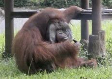Bandung Police investigate 'smoking orangutan' animal abuse case
