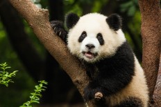 China plans panda park that will dwarf Yellowstone