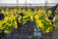 Young branch with sunlights in vineyards, Pomerol, France