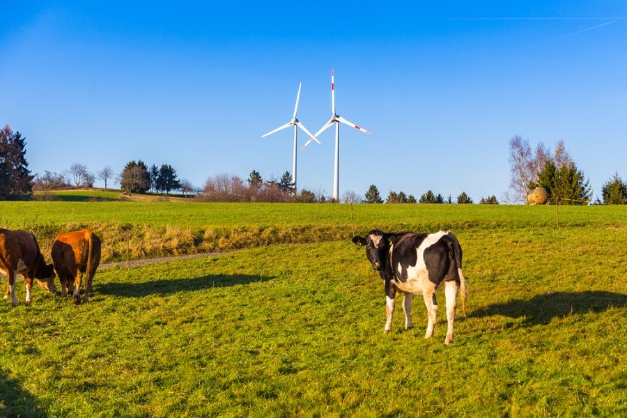 Add Cow Manure To Your List Of Renewable Energy Sources