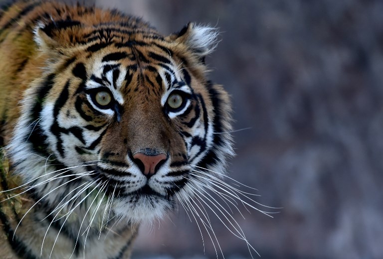 Farmer arrested for alleged plan to sell Sumatran tiger pelts ...