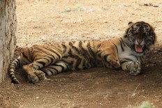 Rare Sumatran tiger found dead in Indonesia