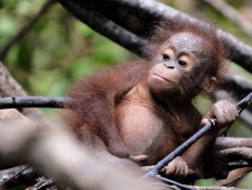 Effectively saving Kalimantan's orangutan