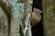 A Spectral Tarsier, Tarsius spectrum, is spotted in Tangkoko National Park, North Sulawesi, in a large ficus tree.
