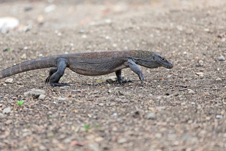 Young Komodo dragon walking in the wild on Komodo Island.