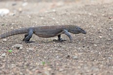 Surabaya Zoo welcomes birth of 11 Komodo dragons