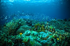 Underwater view in Bunaken, North Sulawesi.