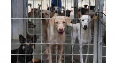 A photo of dogs detained in a quarantine center in Bangkok.