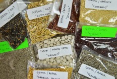 Overproduction threatens Andes superfood haven