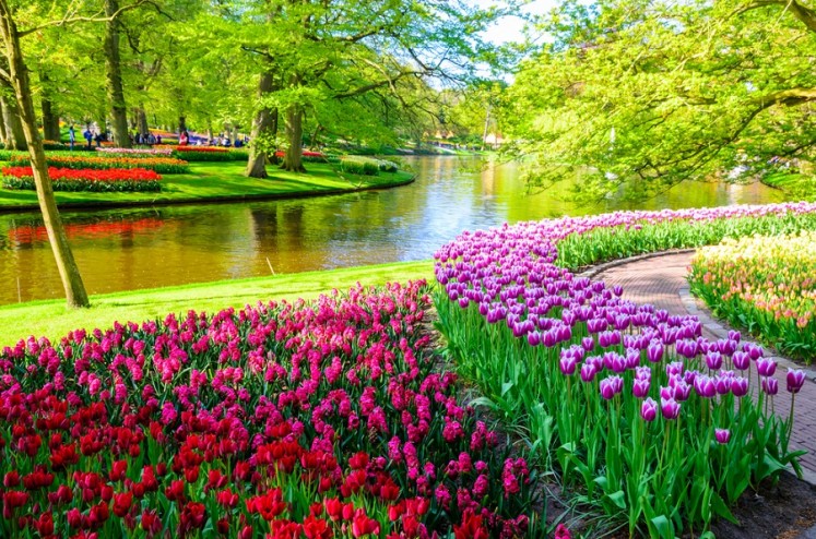 Take a virtual tour of world famous tulip gardens in the Netherlands