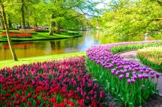 Like many of the world's most famous parks and gardens which have been closed due to COVID-19, Keukenhof gardens 30 minutes outside Amsterdam, was forced to turn visitors away this season.