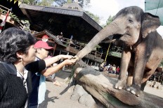 Elephants are not beggars