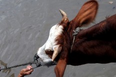 A villager attaches a harness to his cow, to lead the animal to the pond for bathing. JP/Magnus Hendratmo