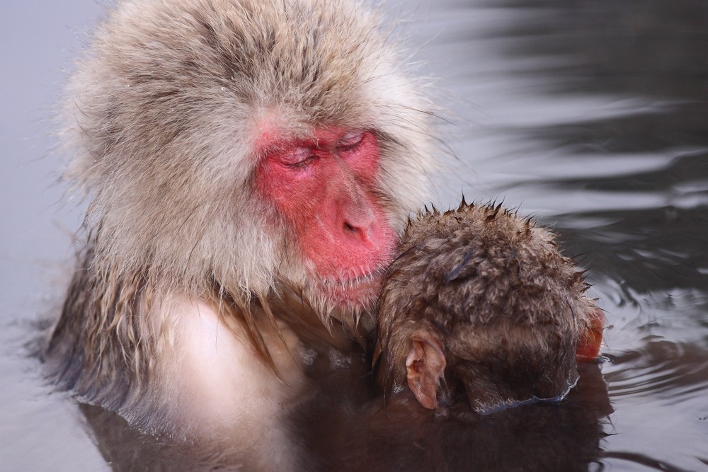 Japanese monkeys in central Japan appear to have less stress than usual when they bath in natural hot springs during winter to warm up, a study by a team of researchers showed Tuesday.