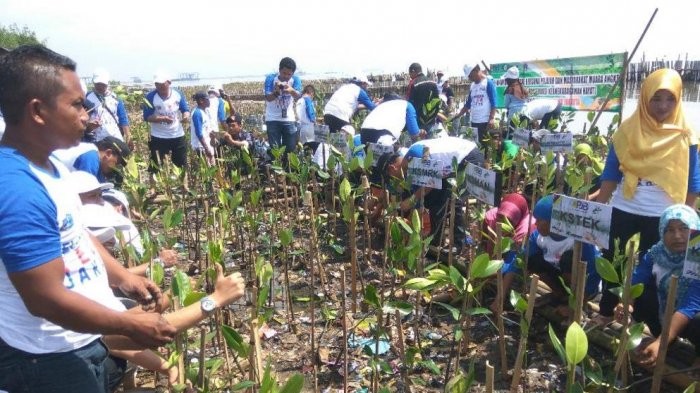 Mangrove seeds are being planted in Muara Angke Ecomarine Mangrove in Penjaringan, North Jakarta, on April 4. 