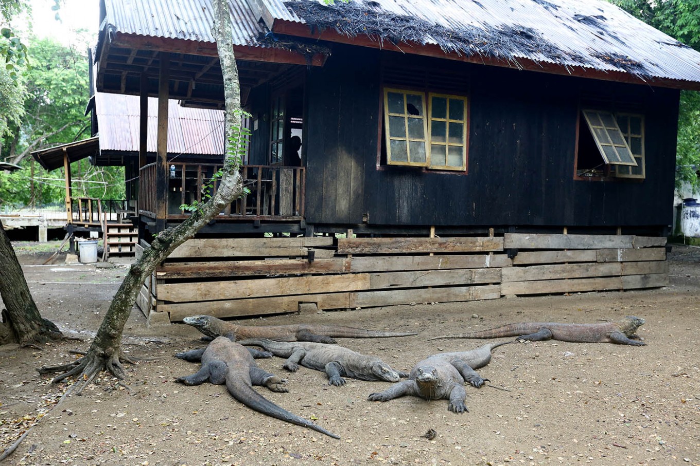 Komodo dragons on Rinca Island in East Nusa Tenggara.