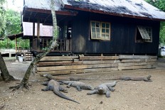 Project in Komodo park to support tourism: Environment ministry