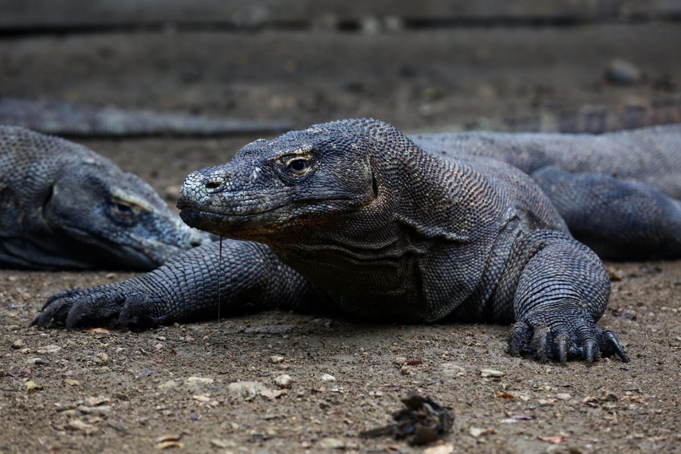 Komodo Dragon Running Fast