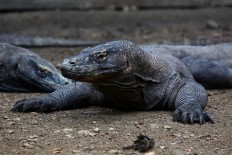 Important facts you need to know about Komodo dragons