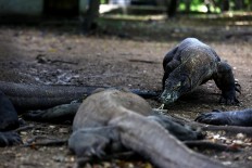 Government to go ahead with Komodo National Park closure in 2020