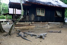 Ministry claims Rinca Island project won't endanger Komodo dragon population