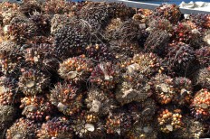 Smallhold farmers, experts call for policy change over oil palm plantations