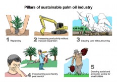 Independent oil palm smallholders neglected in sustainability effort