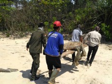W. Kalimantan declares 'extraordinary event' over sea turtle deaths