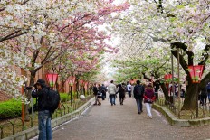 Annual cherry blossom viewing begins in Osaka