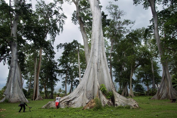 Trees of love for visitors of East Lombok