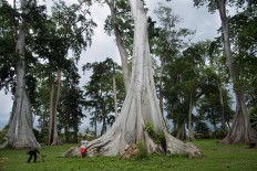 Feeling small: A man poses under one of the huge trees in the Pohon Purba are, which gets 500 visitors per week. JP/ Tarko Sudiarno