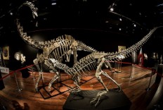 Two dinosaurs fetch over 1.4 million euros each in Paris sale