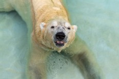 Inuka, first polar bear born in the tropics, is put down
